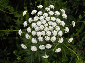 Ammi majus